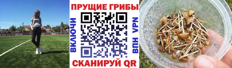 купить наркотик  Кыштым  Псилоцибиновые грибы GOLDEN TEACHER 